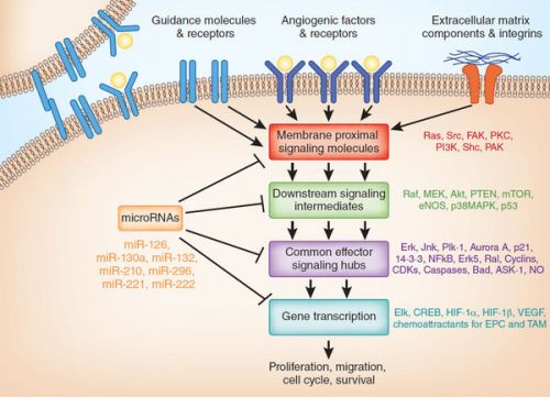 Pathways tumoren(2)