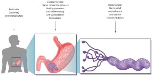 Heliobacter Pylori beeld uit studie WCG