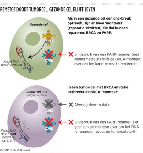 Parpremmer bij BRCA(3)