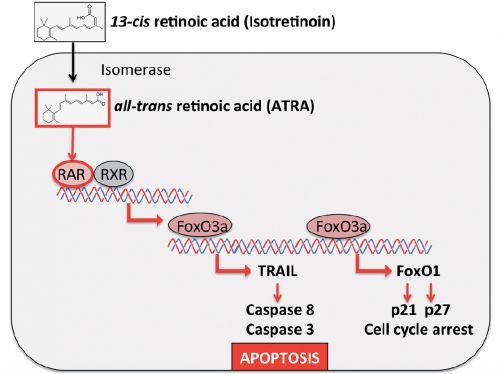 13-cis retoinic acid ATRA