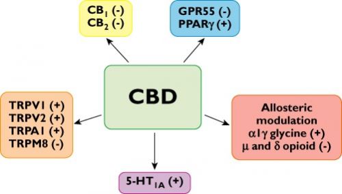 Cannabis - CBD grafiek(2)