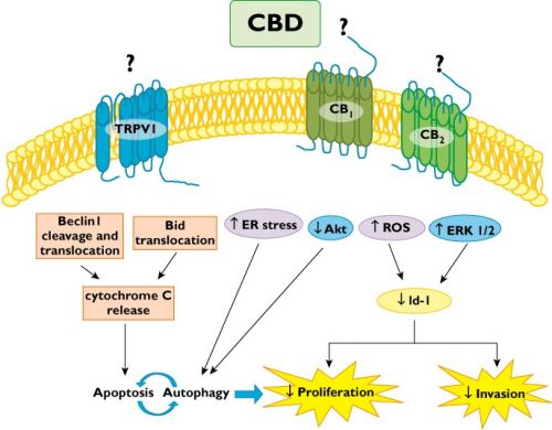 Cannabis - CBD grafiek 2(2)