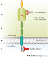Psma Review PSMA - Prostate Specific Membrane Antigen samen met pet / CT scan ...